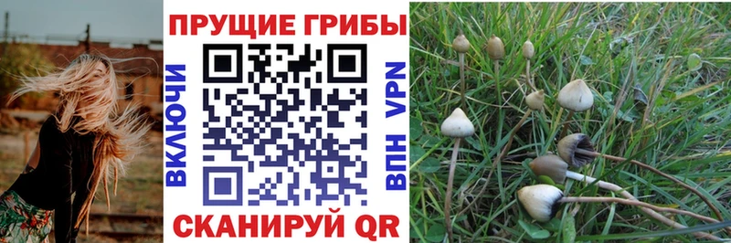 OMG ONION  Сольвычегодск  Псилоцибиновые грибы Magic Shrooms 